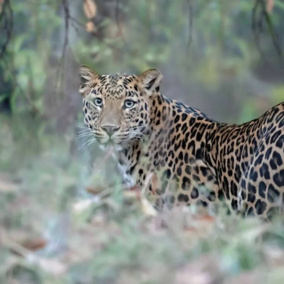 Bassetti completo lenzuola-copriletto LEOPARD in puro cotone