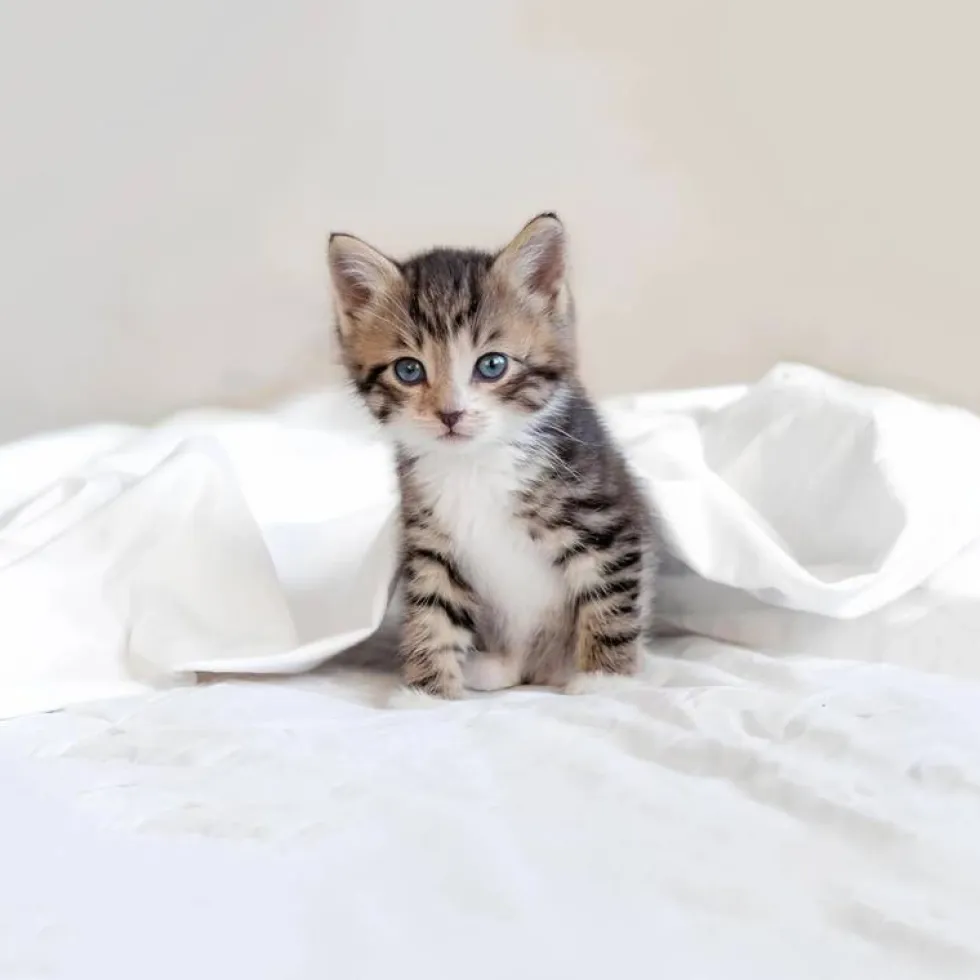 Bassetti Copripiumino completo BIRBA gattino in puro cotone