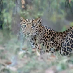 Bassetti Copripiumino completo LEOPARD in puro cotone